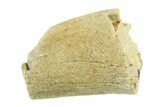 Partial Fossil Tyrannosaur (Nanotyrannus) Tooth - Montana #338739-1
